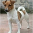 Jack russell terijer. Opis pasmine. Trening